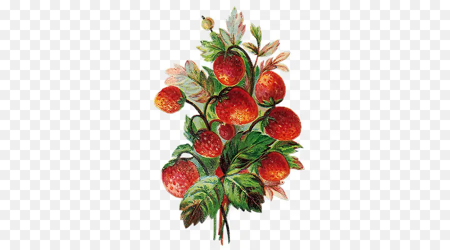 ягодка，клубничный PNG