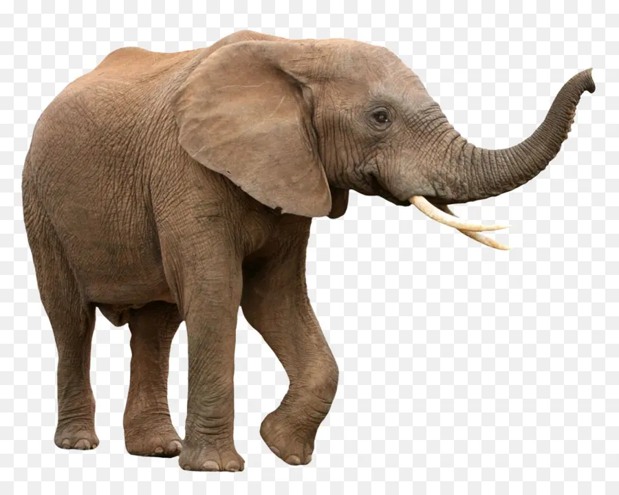африканский слон Буша，азиатский слон PNG