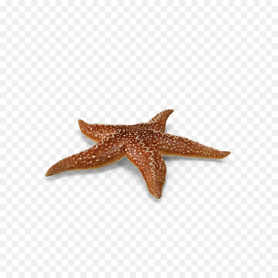 морская звезда，Granifera Callopatiria PNG