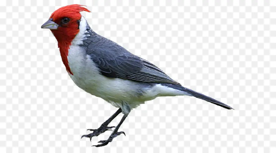 птица，рисунок PNG