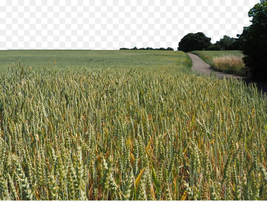 поле пшеницы，тритикале PNG