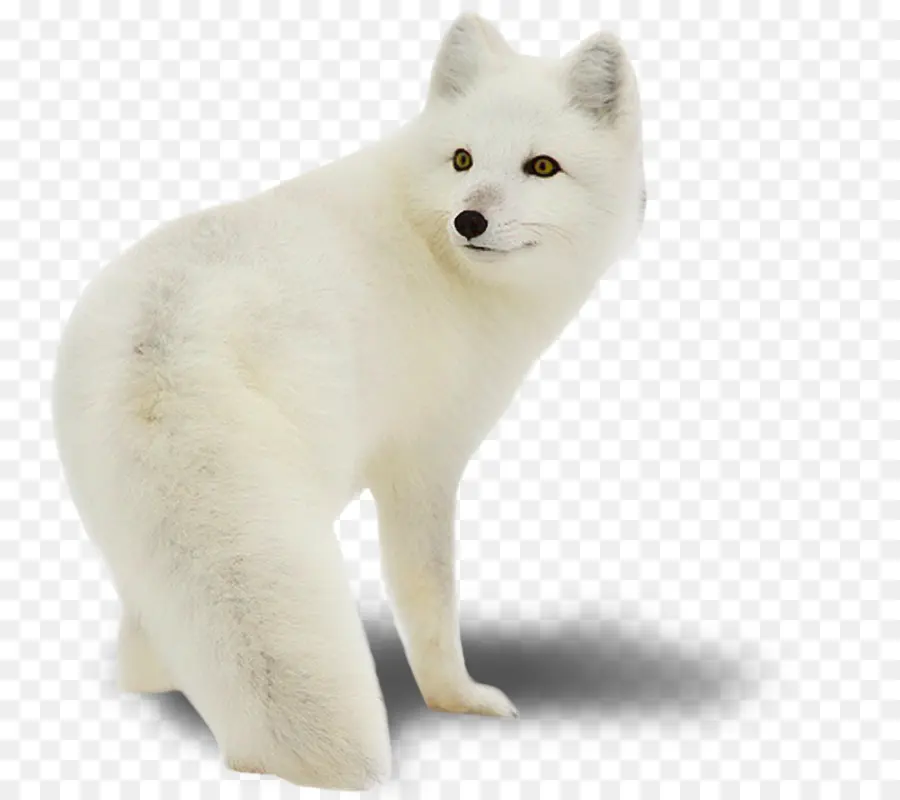 арктический волк，лиса PNG