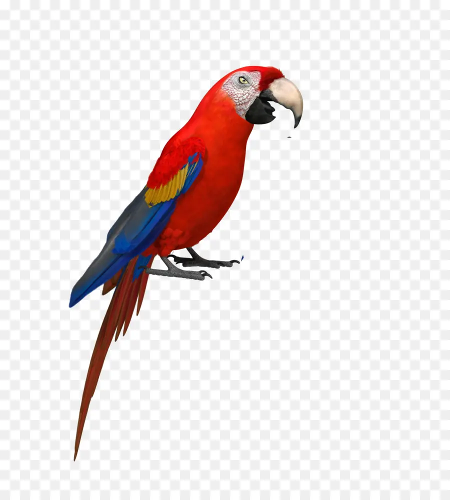 волнистый попугайчик，попугай PNG