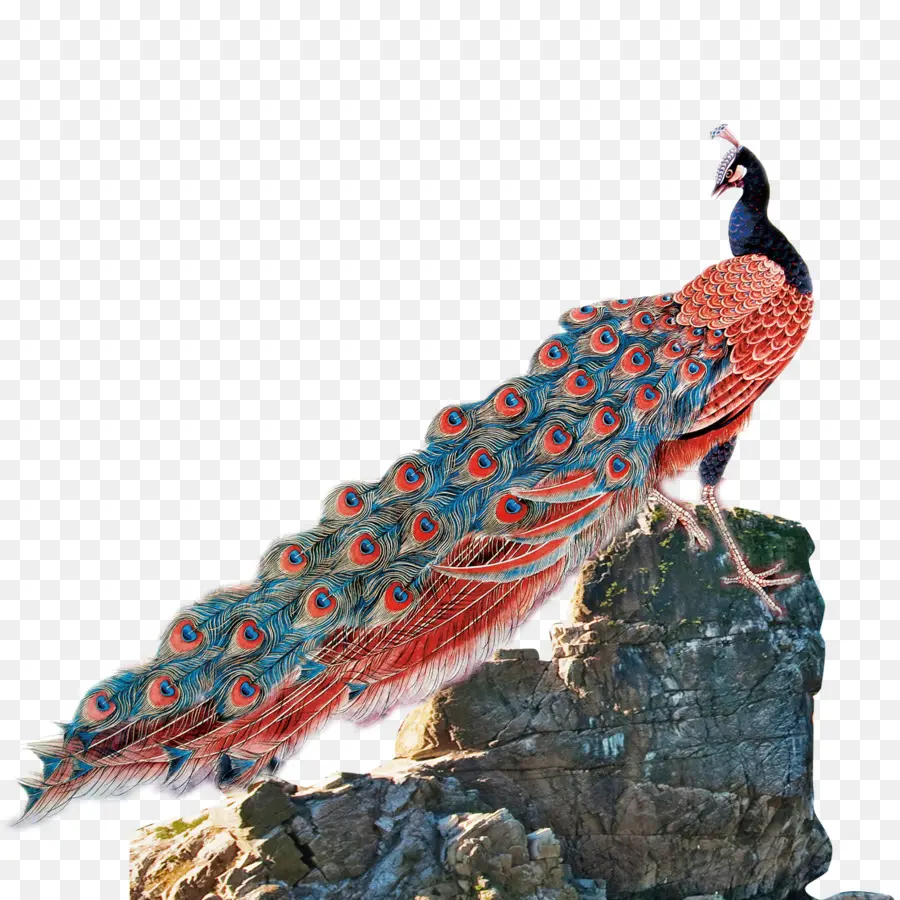 павлин，птица PNG