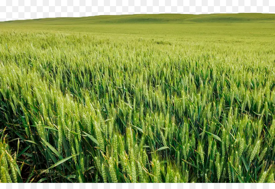 пшеничное поле с воронами，поле пшеницы PNG