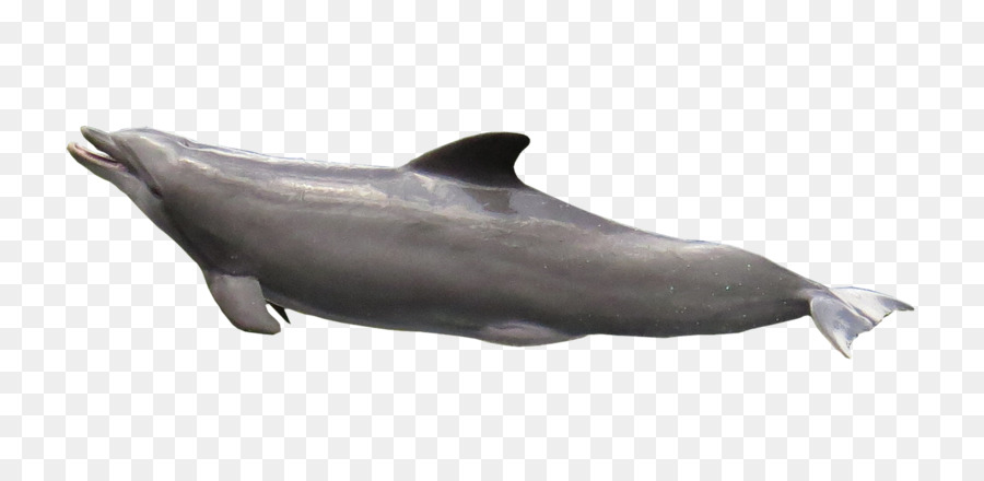 белых，Roughtoothed Дельфин PNG
