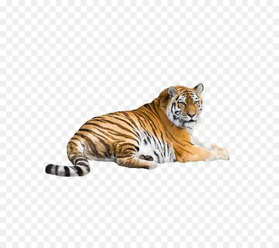 Сибирский тигр，бенгальский тигр PNG