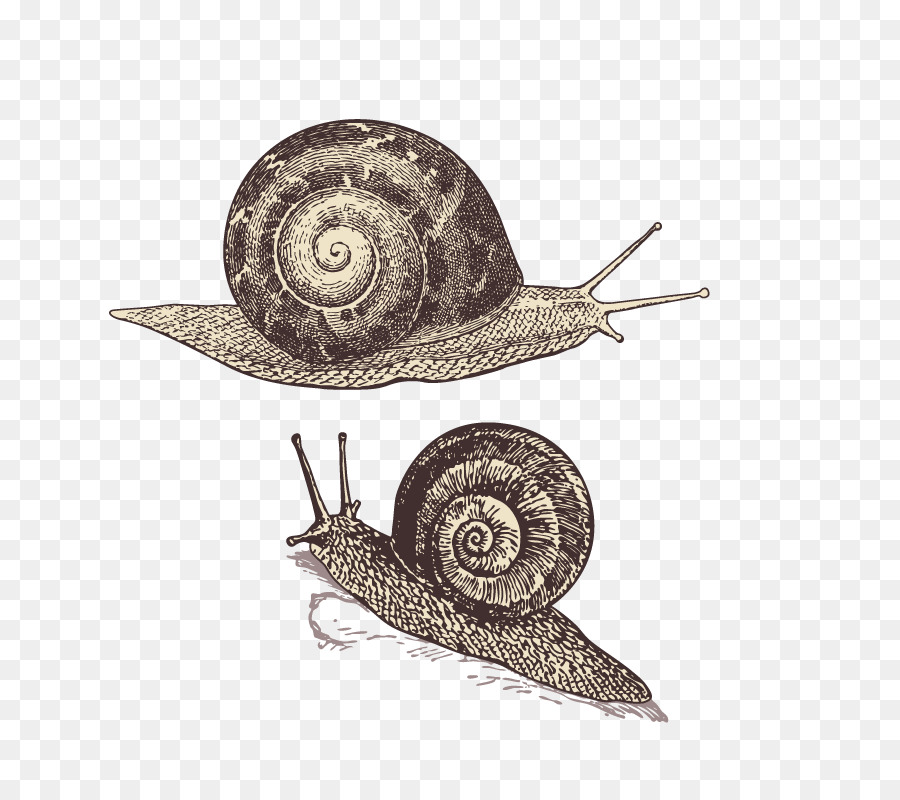 улитка，Orthogastropoda PNG