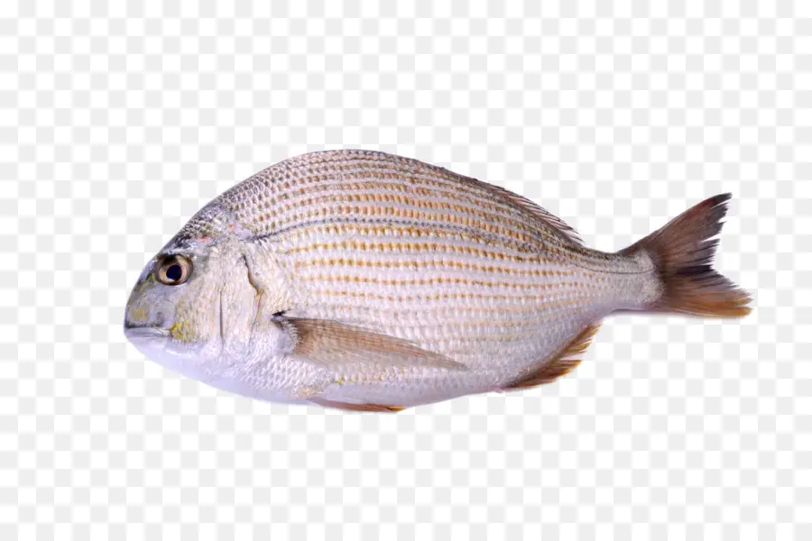морепродукты，рыбы PNG