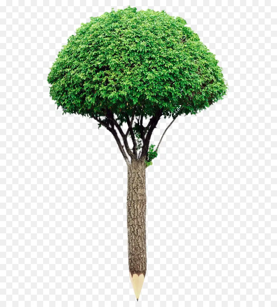 дерево，белый PNG