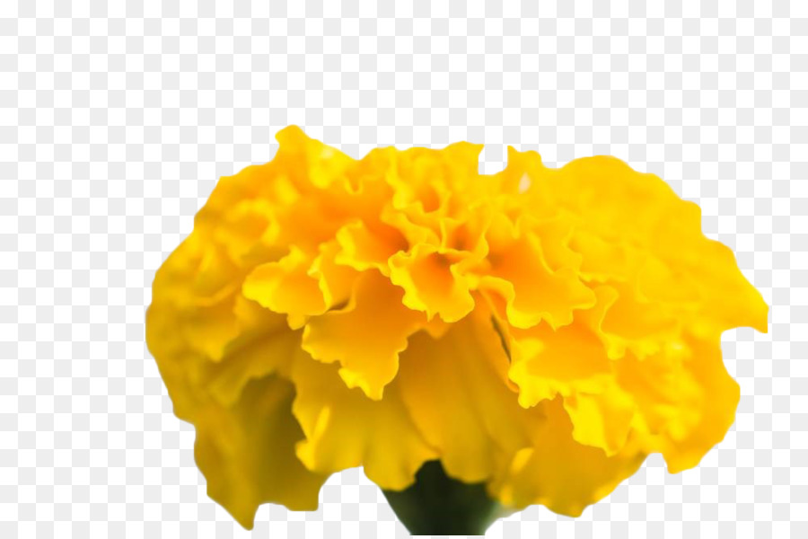 хризантема，желтый PNG