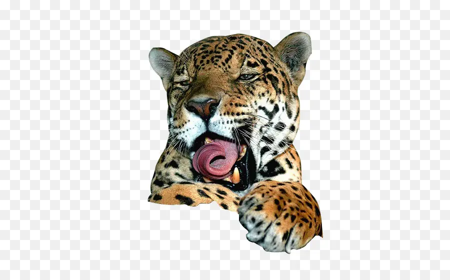 Ягуар，леопард PNG