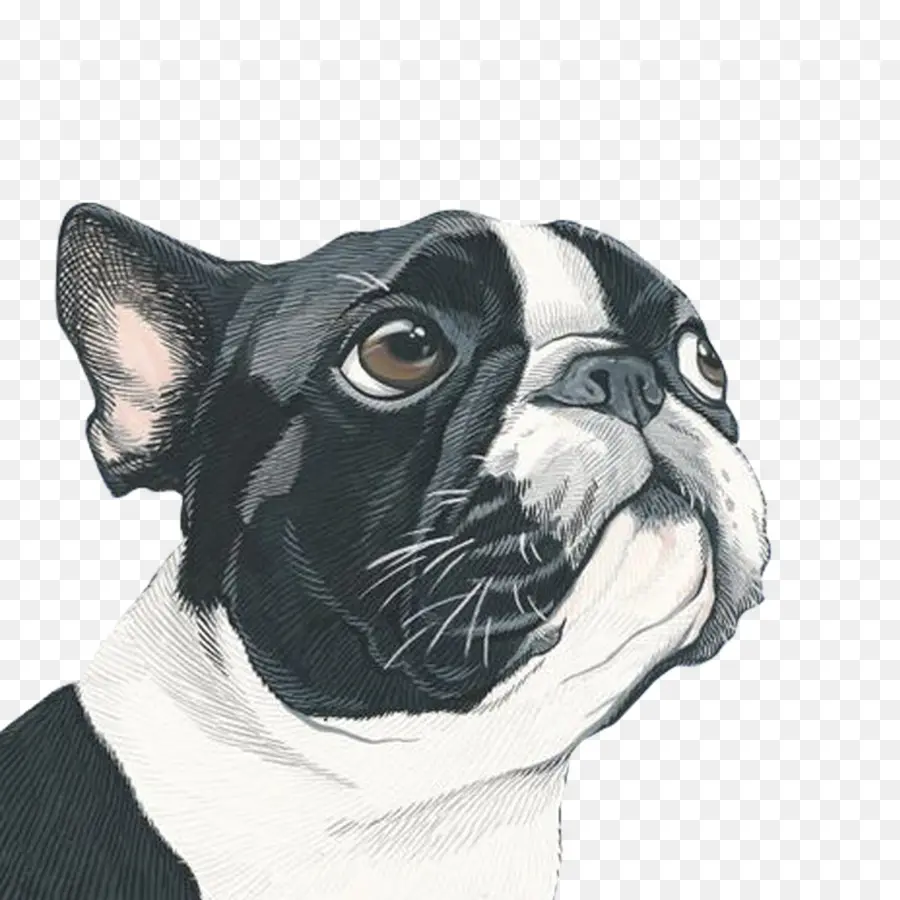 собака，портрет PNG