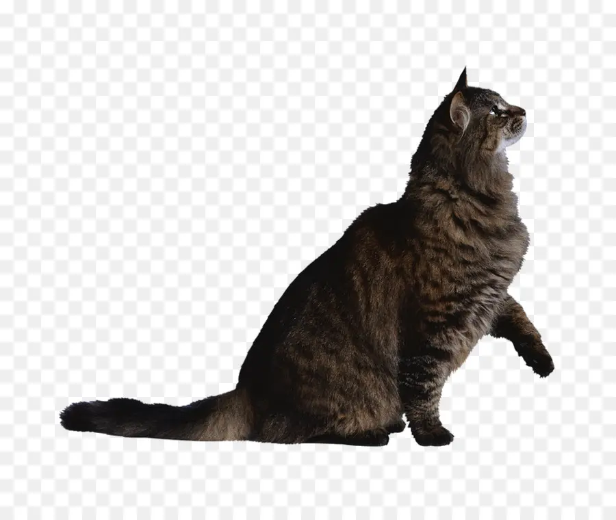 Persian Cat，котенок PNG