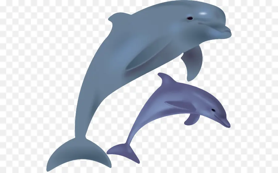 афалина，Spinner Дельфин PNG