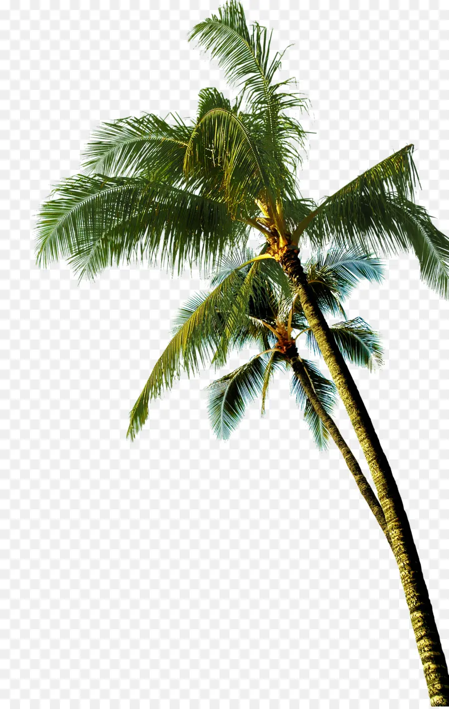 кокосовое，азиатские Пальмира ладони PNG