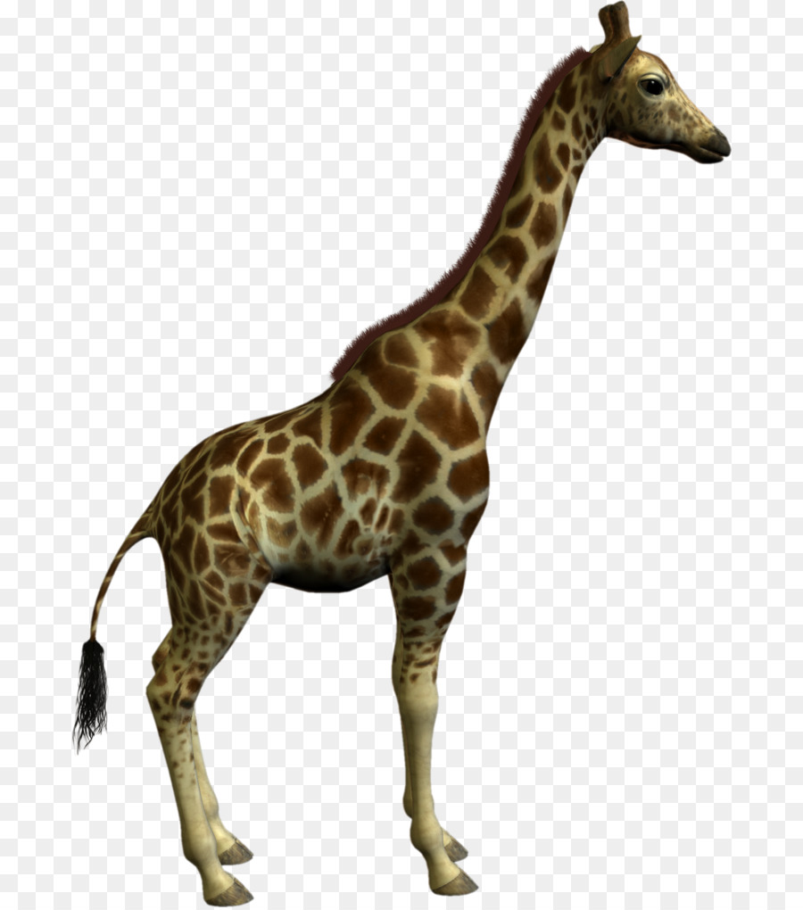 жираф，лист PNG
