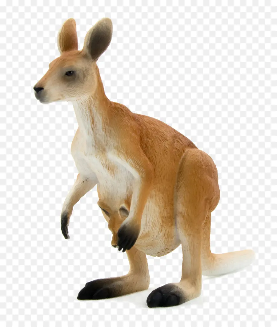красный кенгуру，Macropodidae PNG