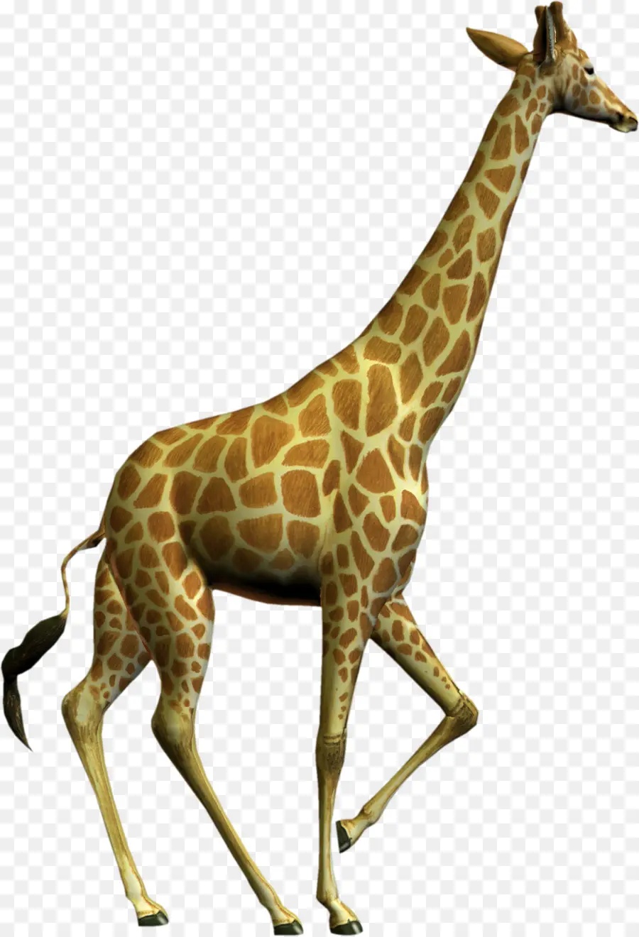 Северный жираф，бесплатный контент PNG