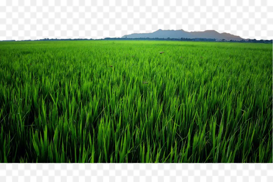 урожай，рисовом поле PNG