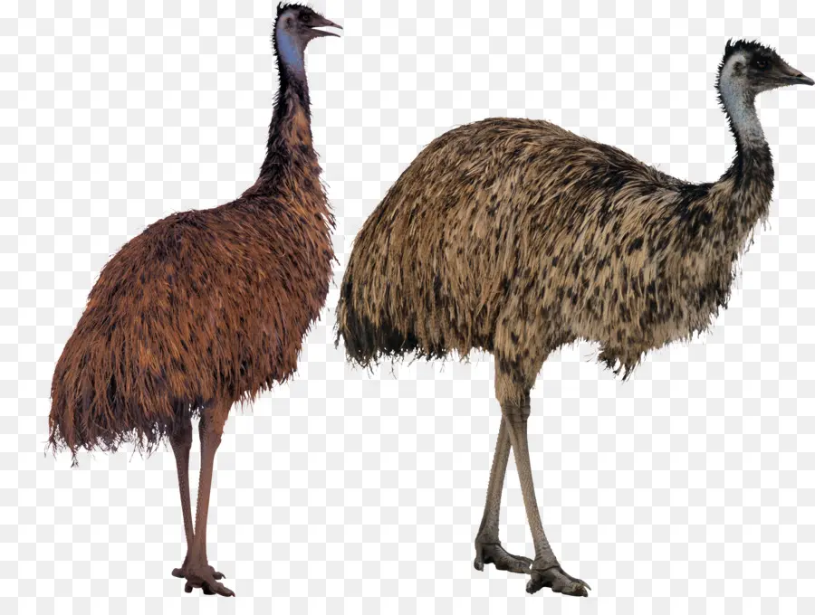 общие страуса，птица PNG