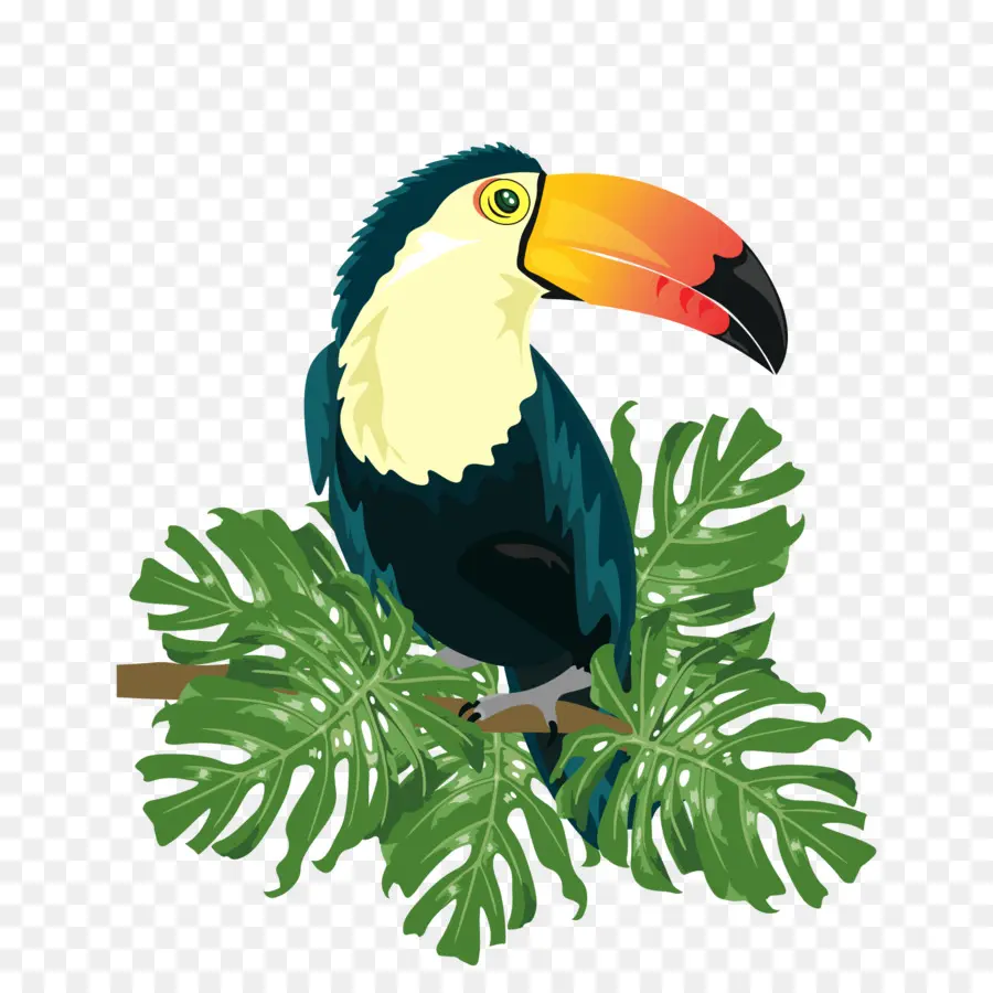 Ramphastinae，птица PNG
