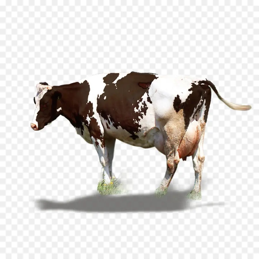 крупный рогатый скот，молоко PNG