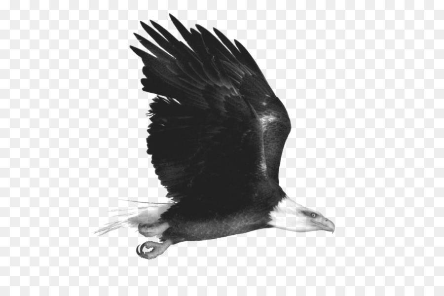 Орел，черный и белый PNG