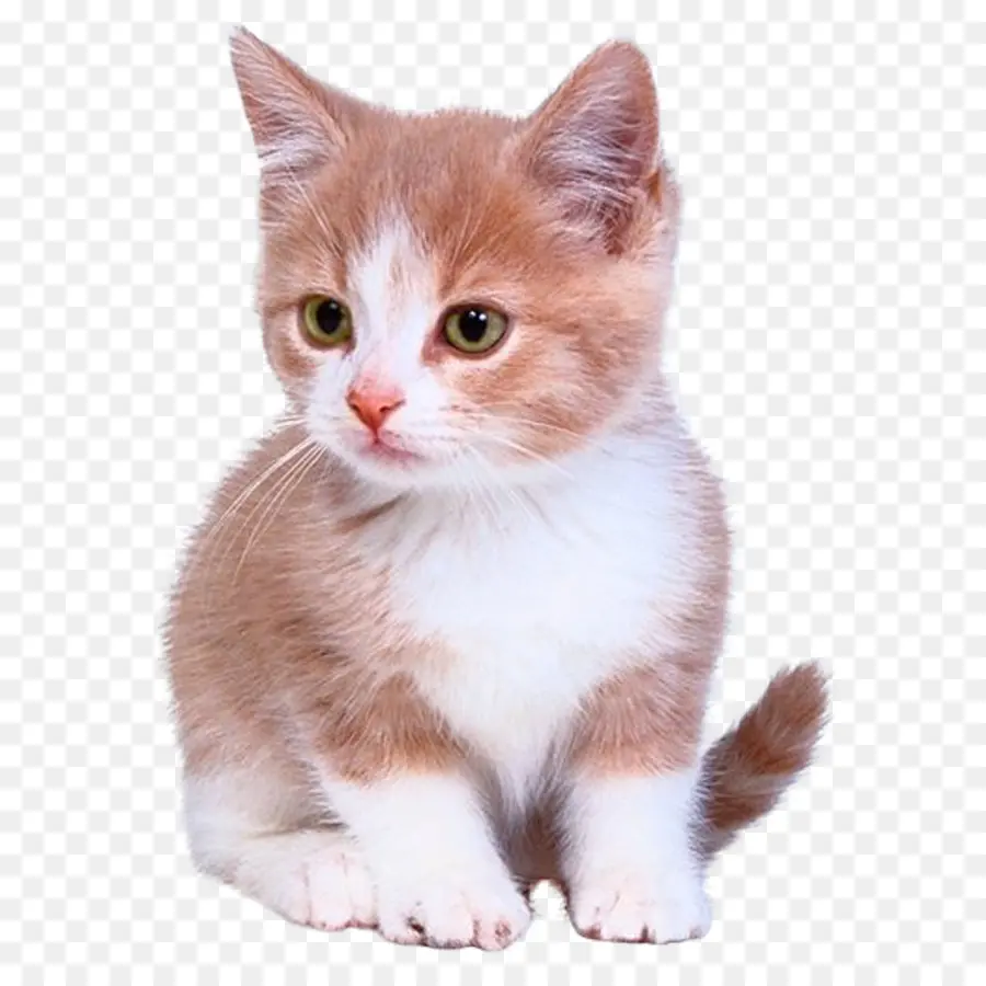 бенгальская кошка，котенок PNG