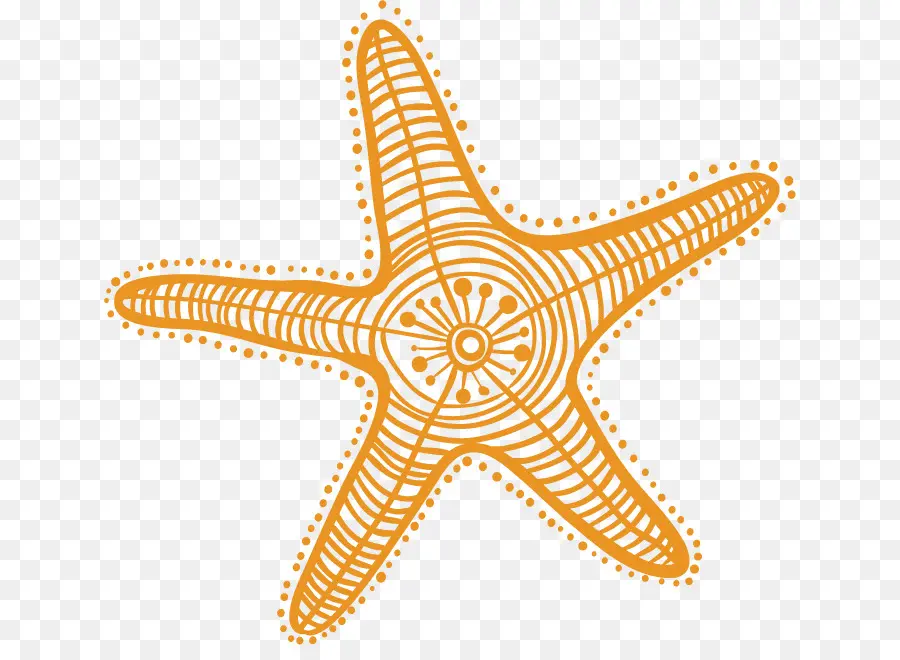 морская звезда，рисунок PNG