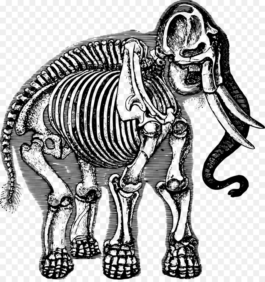 шерстистый мамонт，слон PNG