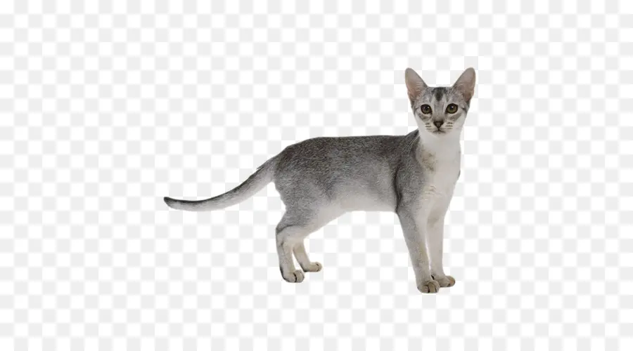 абиссинская，сомалийская кошка PNG