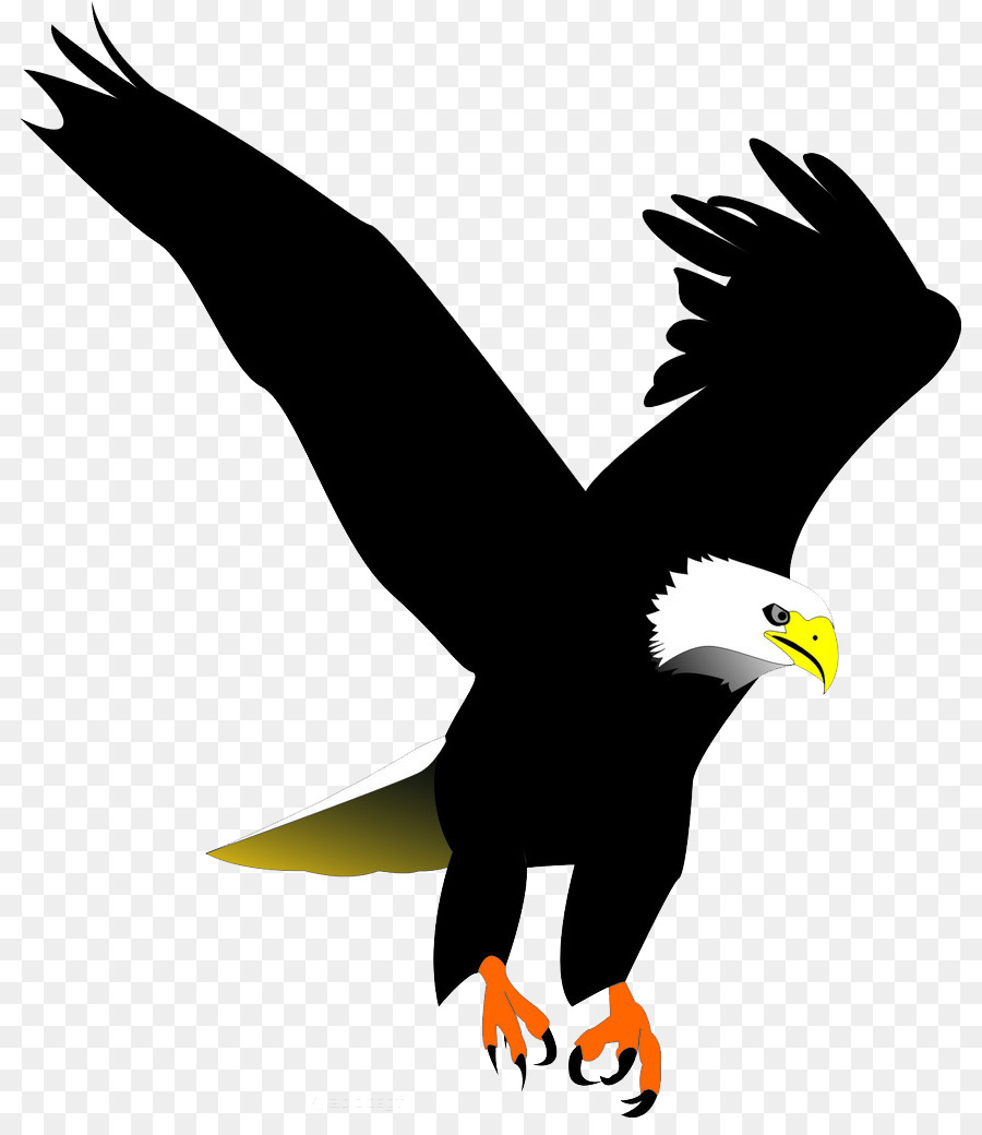 белоголовый Орлан，птица PNG