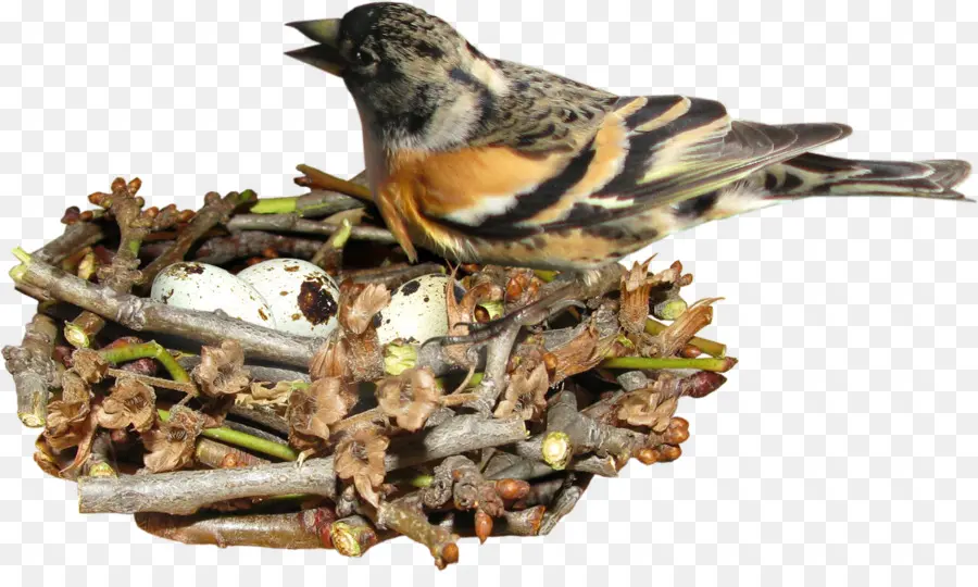птица，съедобные птичье гнездо PNG