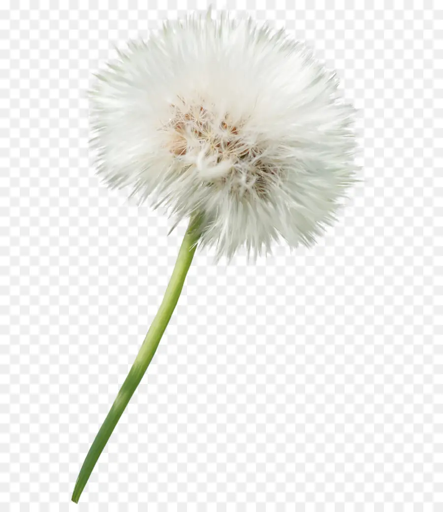 одуванчик，цветок PNG