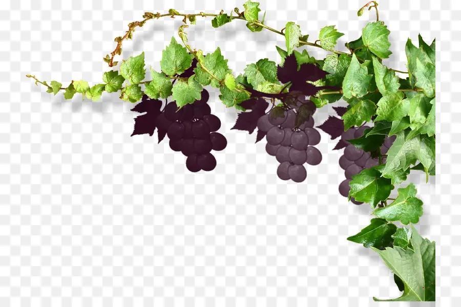 виноград，общие винограда PNG