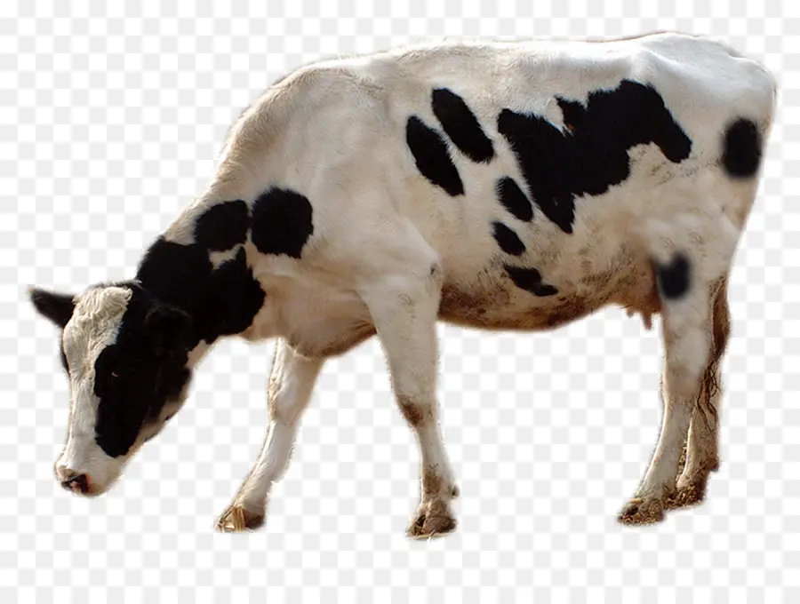 крупный рогатый скот，живыми животными PNG