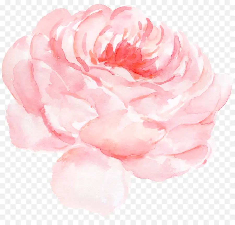 бумага，розы сентифолии PNG