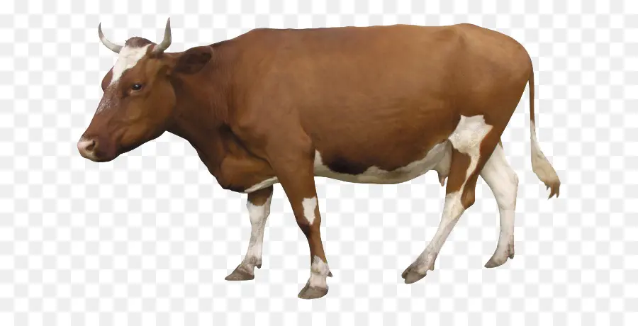 Южный желтый крупный рогатый скот，домашнее животное PNG