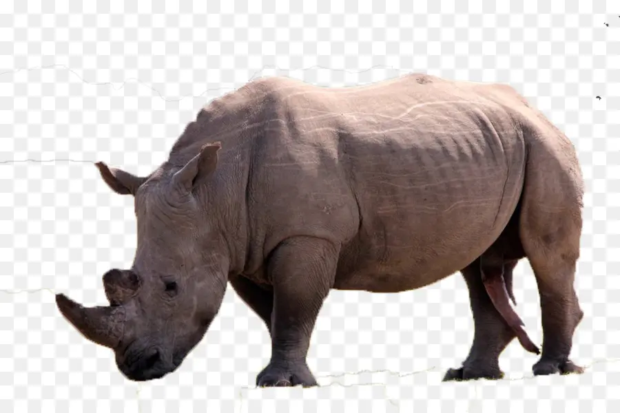 носорог，U7280u89d2 PNG