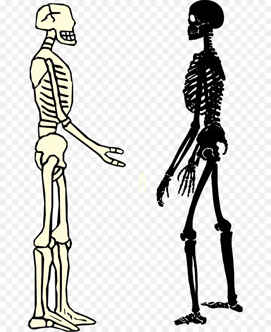 скелет，хомо сапиенс PNG