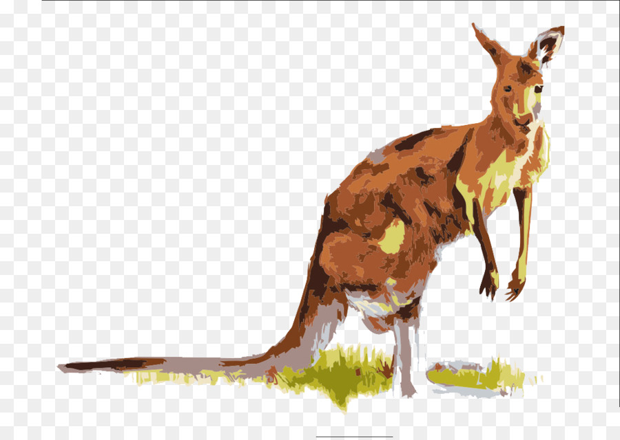 кенгуру，Macropodidae PNG