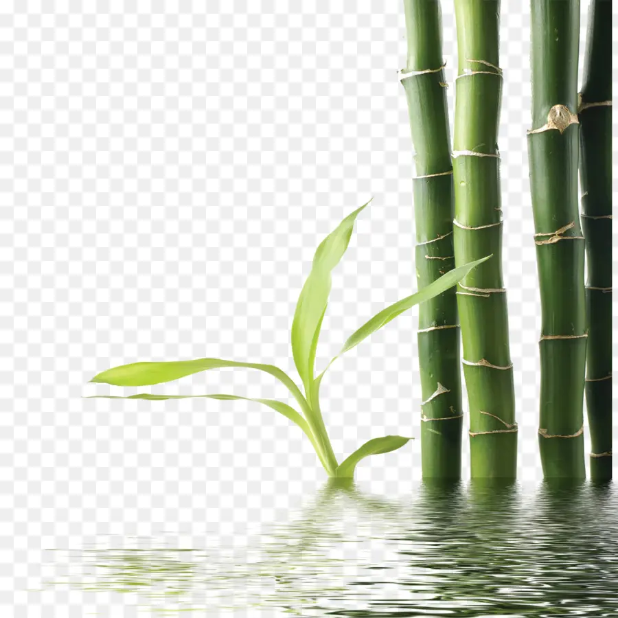бамбук，зеленый PNG