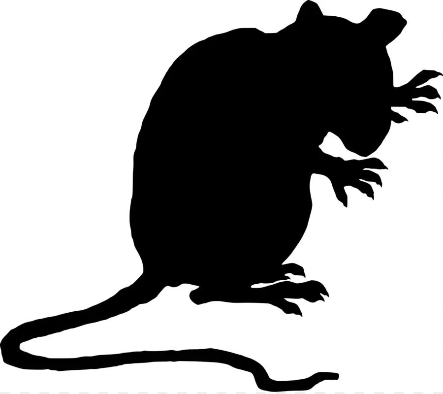 серая крыса，черная крыса PNG