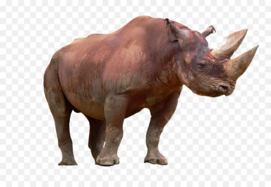 носорог，черный носорог PNG