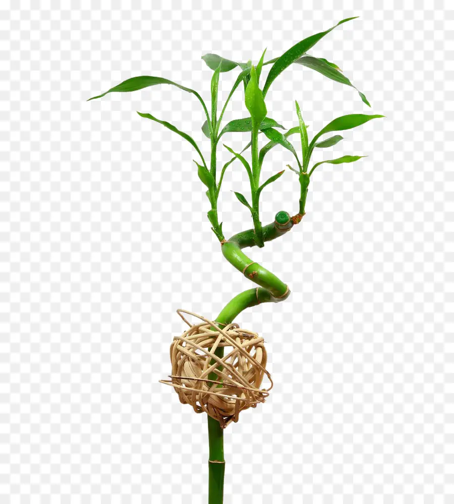 Bamboo，Lucky Bamboo PNG