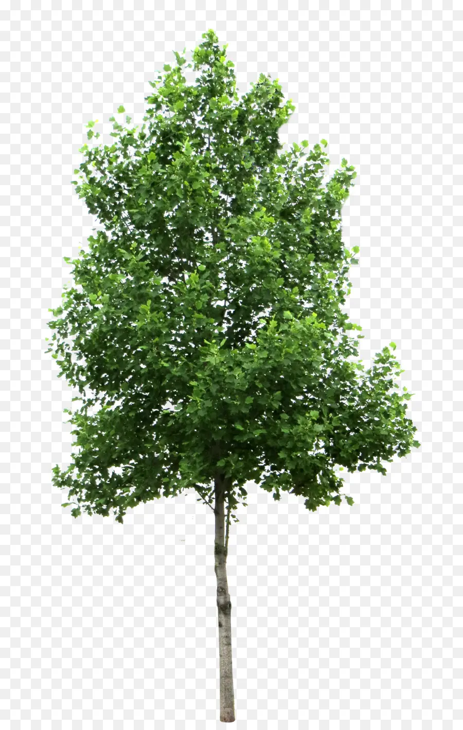 дерево，береза PNG