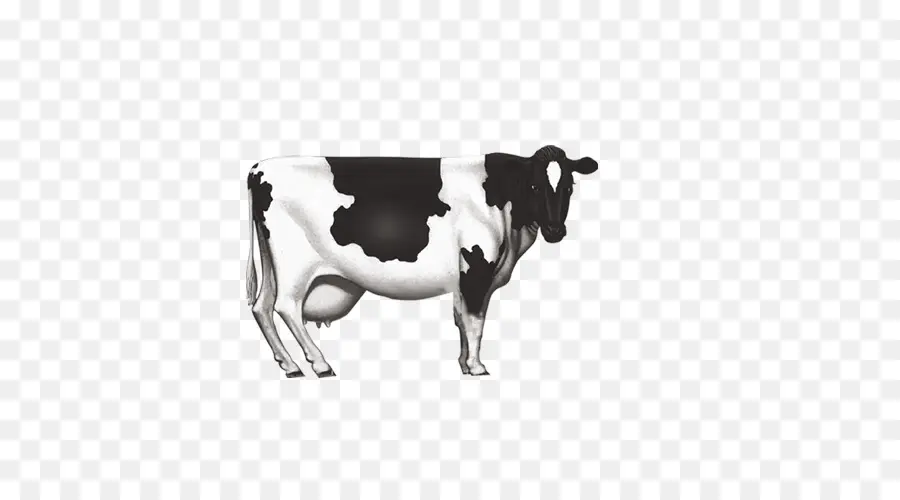 молочный скот，крупный рогатый скот PNG