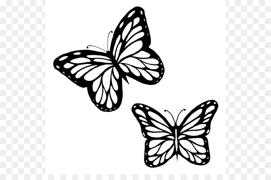 Распечатки бабочек черно. Бабочка контур. Бабочка рисунок. Бабочки рисунок черно белый. Трафареты бабочки.