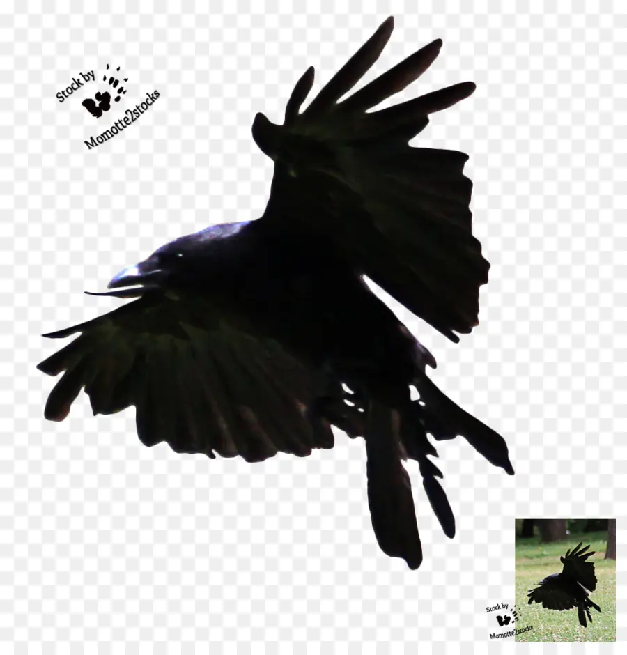 американская ворона，птица PNG